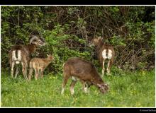 Mouflon