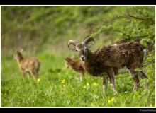 Mouflon