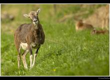 Mouflon