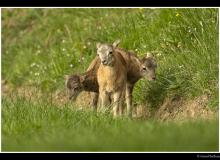 Mouflon