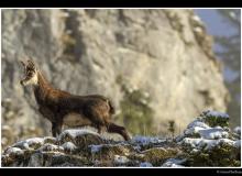 Chamois