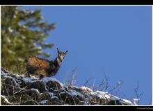 Chamois