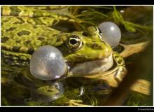 Grenouille verte