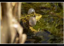 Grenouille verte