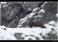 Chamois