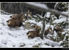 Chamois