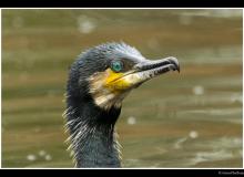 Cormoran