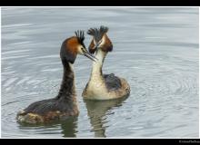 Grebe huppee