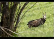 Chamois