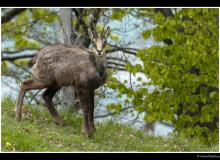 Chamois