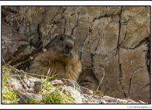 Marmotte