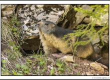 Marmotte