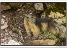 Marmotte