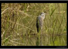 Heron Cendre