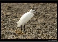 Aigrette garzette