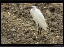 Aigrette garzette