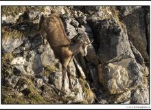 Chamois