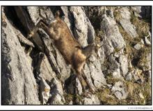 Chamois