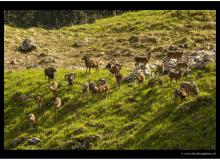 Mouflon