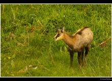 Chamois