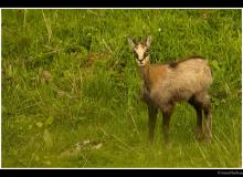 Chamois