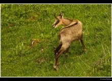 Chamois