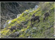 Chamois