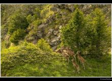 Mouflon