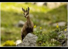 Chamois